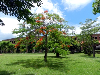 明陽中學校園鳳凰花開